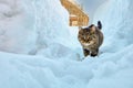 Curious cat walks in snowdrifts in village in winter.