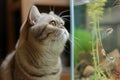 curious cat with whiskers twitching at sight of fish tank