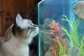 curious cat with whiskers twitching at sight of fish tank