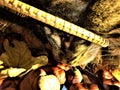 Curious cat, wicker basket and chestnuts. Close-up. Royalty Free Stock Photo