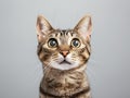 Curious Cat with Wide Eyes Royalty Free Stock Photo