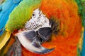 Curious Catalina Macaw