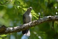 Curious Catbird Cameo Royalty Free Stock Photo
