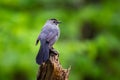 Curious catbird sitting on the tree with green background Royalty Free Stock Photo