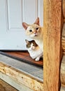 Curious Cats in Doorway