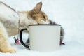This curious cats explores and engages with a white blank mug in a series of playful actions