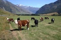 Curious cattle
