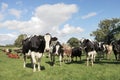 Curious Cattle