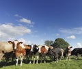 Curious Cattle