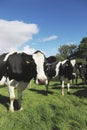 Curious Cattle