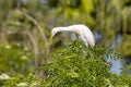 Curious Cattle Egret Looking Down At The Action Below