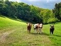 Curious cattle want to say hello