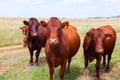 Curious Cattle