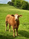 Curious friendly bullock wants to say hello