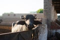 A curious cattle on a lonely farm