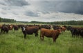 Curious Cattle Looking Back at Me Royalty Free Stock Photo