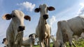 curious cattle looking at the camera