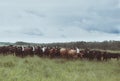 Curious Cattle Standing in Pasture Royalty Free Stock Photo