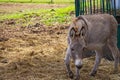 A Curious, but Cautious, Donkey Royalty Free Stock Photo