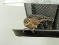 Watchful and Cautious Wren Bird Perched on Bird Feeding Royalty Free Stock Photo