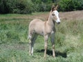 Curious yet Cautious Young Mule in a field near McCall, Idaho