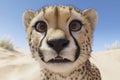 Curious Cheetah Cub in Sunny Desert Royalty Free Stock Photo