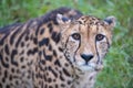 A Curious Cheetah Royalty Free Stock Photo