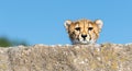 Curious cheetah peeking over rock Royalty Free Stock Photo