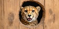 Curious cheetah peeking through wooden hole with excited expression Royalty Free Stock Photo