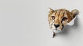 Curious Cheetah Poking Head Through Wall Hole Royalty Free Stock Photo