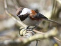 Curious Chestnut-backed Chickadee Royalty Free Stock Photo