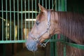 Curious chestnut colored horse looking out stable window on farm Royalty Free Stock Photo