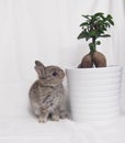 Curious chestnut netherland dwarf and plant