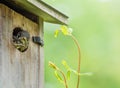 Curious chick bluebirds with empty green space