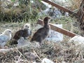 Curious chick