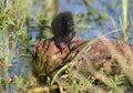 Curious chick of moorhen Royalty Free Stock Photo