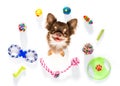 Close up curious dog looks up with toys Royalty Free Stock Photo