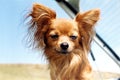 Curious Chihuahua dog on a summer day. Close-up