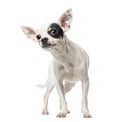 Curious Chihuahua, 1 year old, isolated