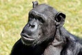 Chimpanzee Royalty Free Stock Photo