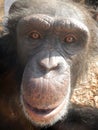 Curious chimpanzee