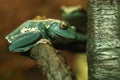 Curious Chinese Gliding Frog Sitting