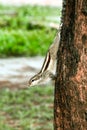 Curious Chipmunk Clinging To A Tree Trunk In A Lush Park Setting Royalty Free Stock Photo