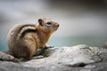 Curious chipmunk closeup portrait