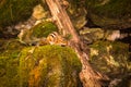 Curious Chipmunk in the Echo Valley Park