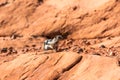 Chipmunk in Valley of Fire California
