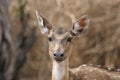 Curious Chital