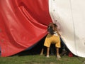 Curious circus dog Royalty Free Stock Photo