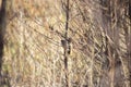 Curious Clay-Colored Sparrow