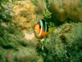 Clownfish Amphirion at a reef in the indian ocean